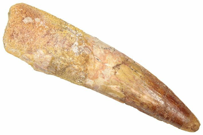 Bargain, Fossil Spinosaurus Tooth - Real Dinosaur Tooth #357785